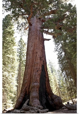 Giant Sequoia in Mariposa Grove in Yosemite National Park
