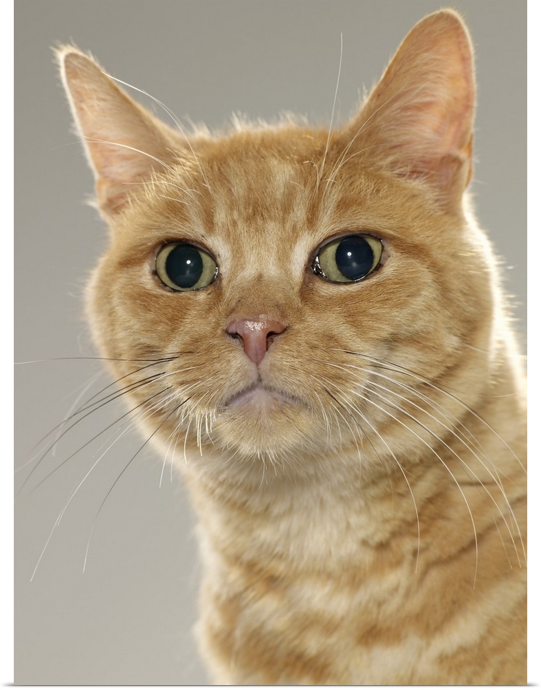 Ginger tabby cat, portrait, close-up