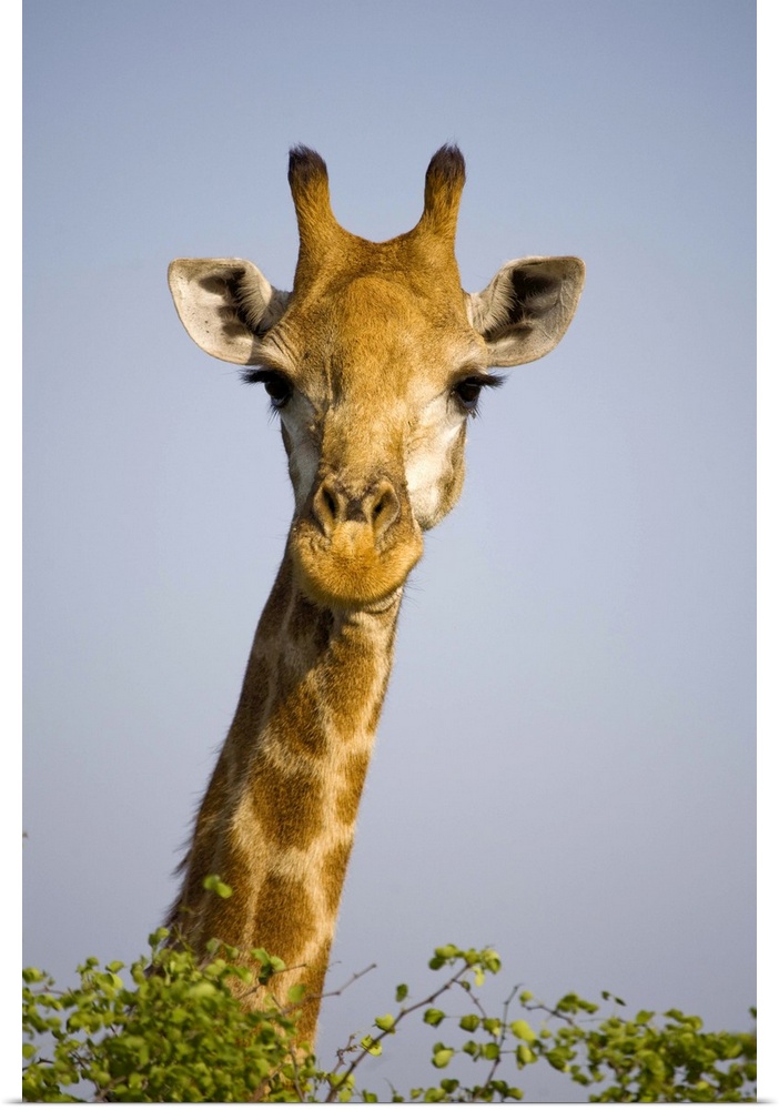 (giraffa camelopardalis), looking at camera, in Kruger National Park in South Africa. Outdoors.