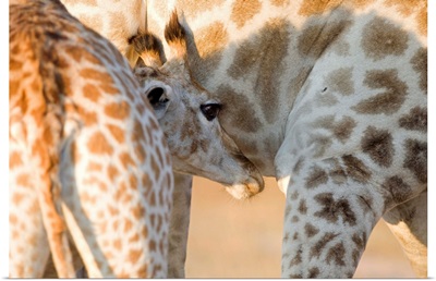 Giraffe calf suckling, Imire Safari Ranch, Zimbabwe