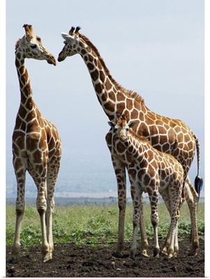 Giraffe family in Aberdare, Kenya.