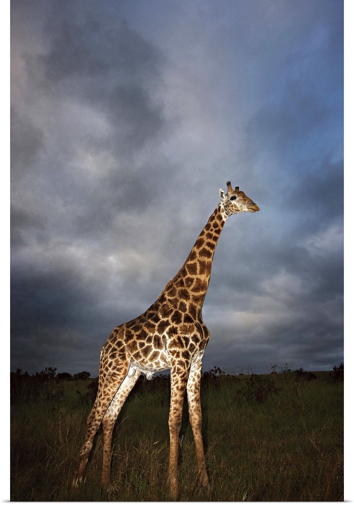 Giraffe (Giraffa camelopardalis) in dramatic light, Kruger National Park, Mpumalanga Province, South Africa