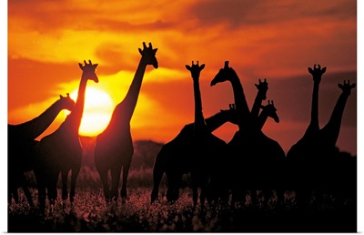 Giraffe herd in silhouette against sunset , Botswana, South Africa