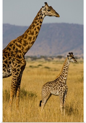 Giraffe Mother And Baby Giraffe On The Savanah Of The Masai Mara, Kenya Africa