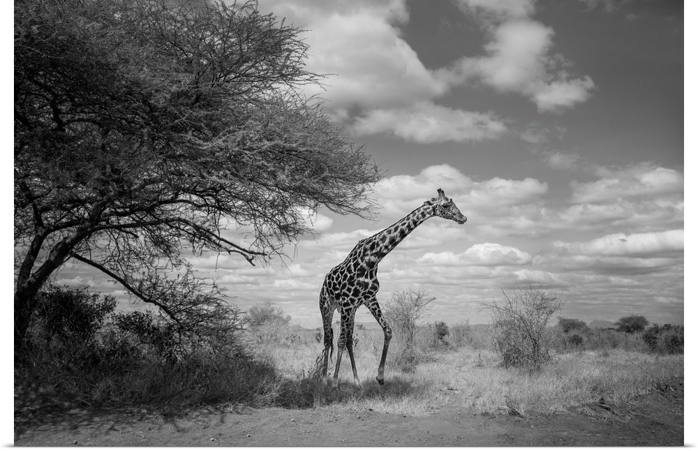Dramatic cloud filled sky, acacia tree and a giraffe on the move at Tsavo East National Park, Kenya.