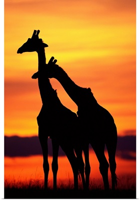 Giraffes Silhouettes At Sunset