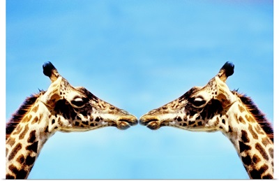 Giraffes touching noses