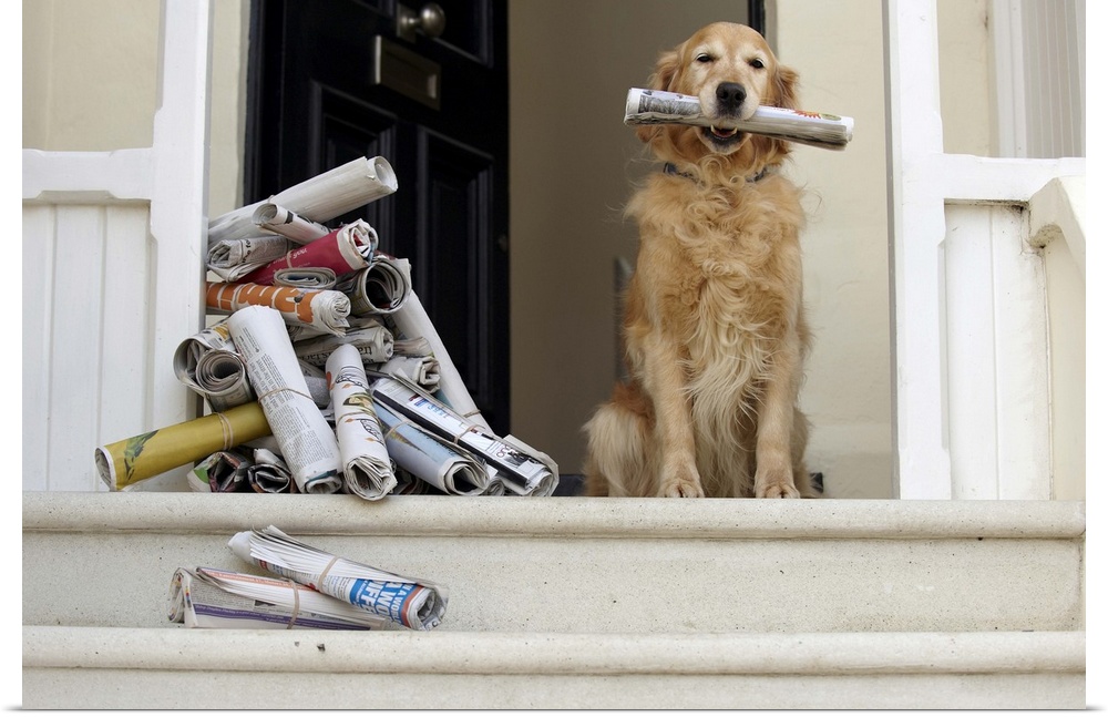 Golden retriever dog sitting at front door holding newspaper