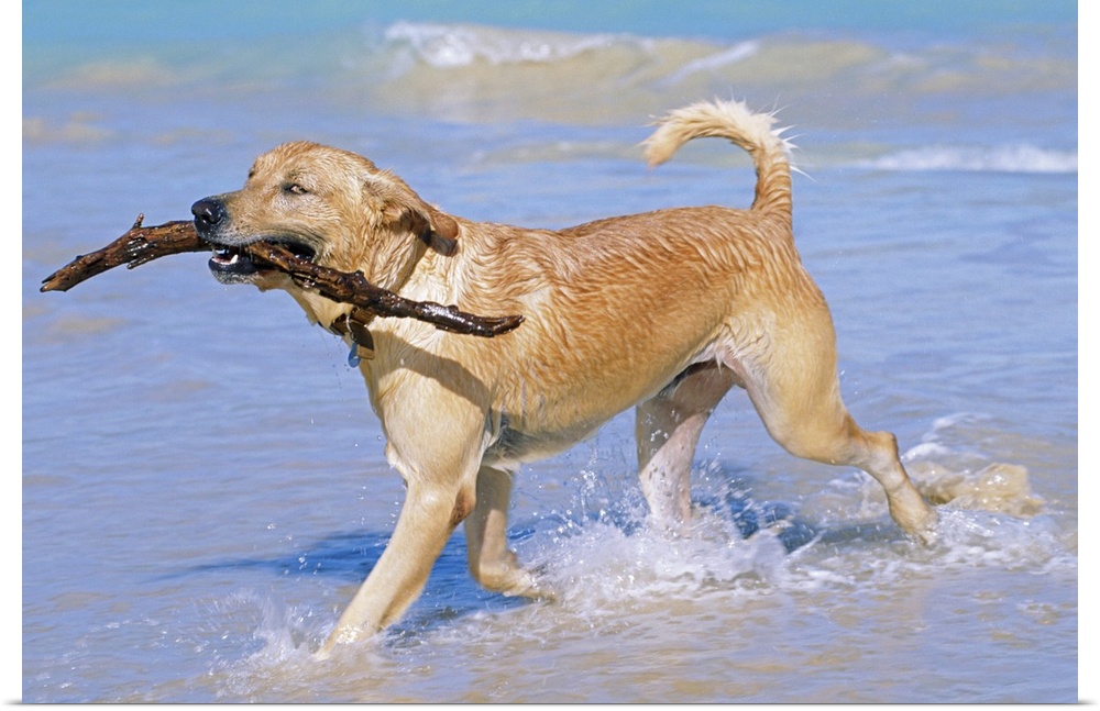Photograph of dog running through ocean on beach with tree branch in its mouth.