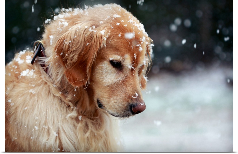 Close up of a Golden Retriever dusted by snowflakes, watching the gently falling snow in late Winter.