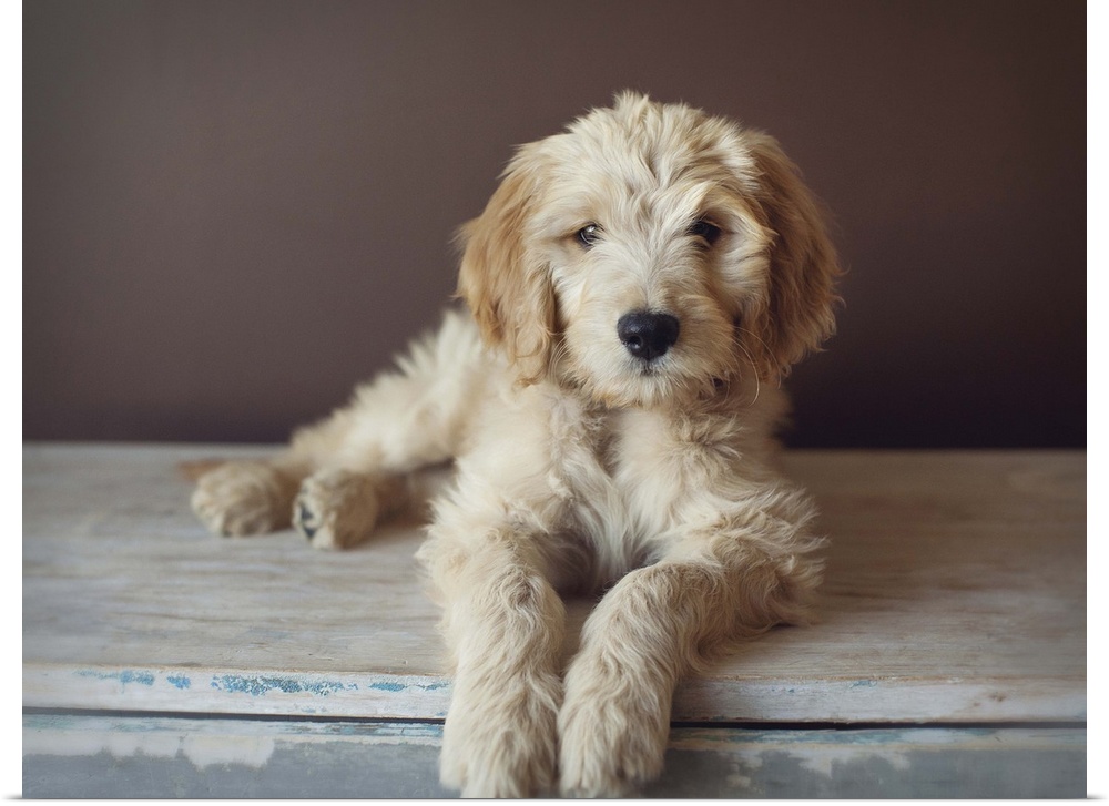 Golden doodle puppymix of golden retriever and poodle.
