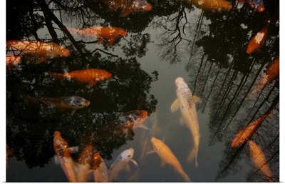 Goldfish and Carp swimming in pond