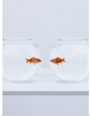 Goldfish in separate fishbowls looking face to face