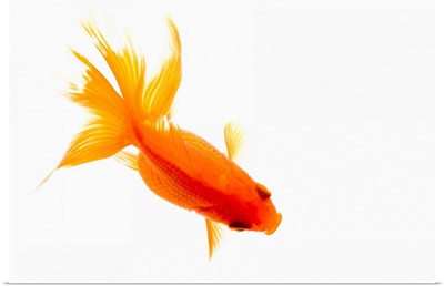 Goldfish, overhead view
