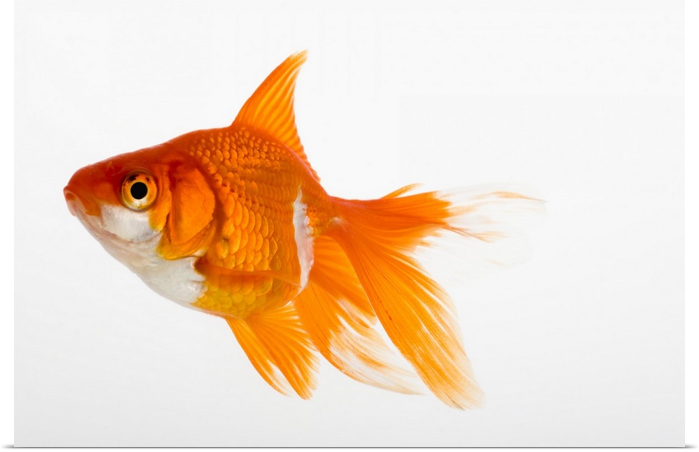 Goldfish, side view