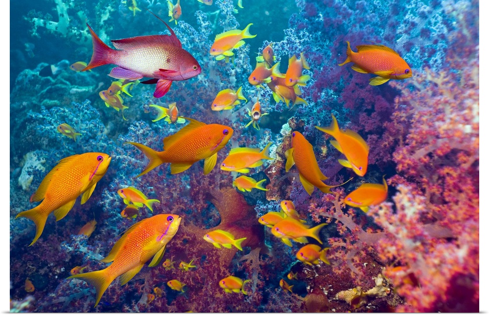 This is an underwater photograph of a school of Lyre-tail Anthias fish in a coral reef.