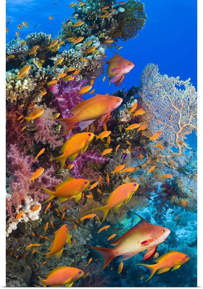Lyretail anthias or Goldies (Pseudanthias squamipinnis) with soft corals.  Egypt, Red Sea.