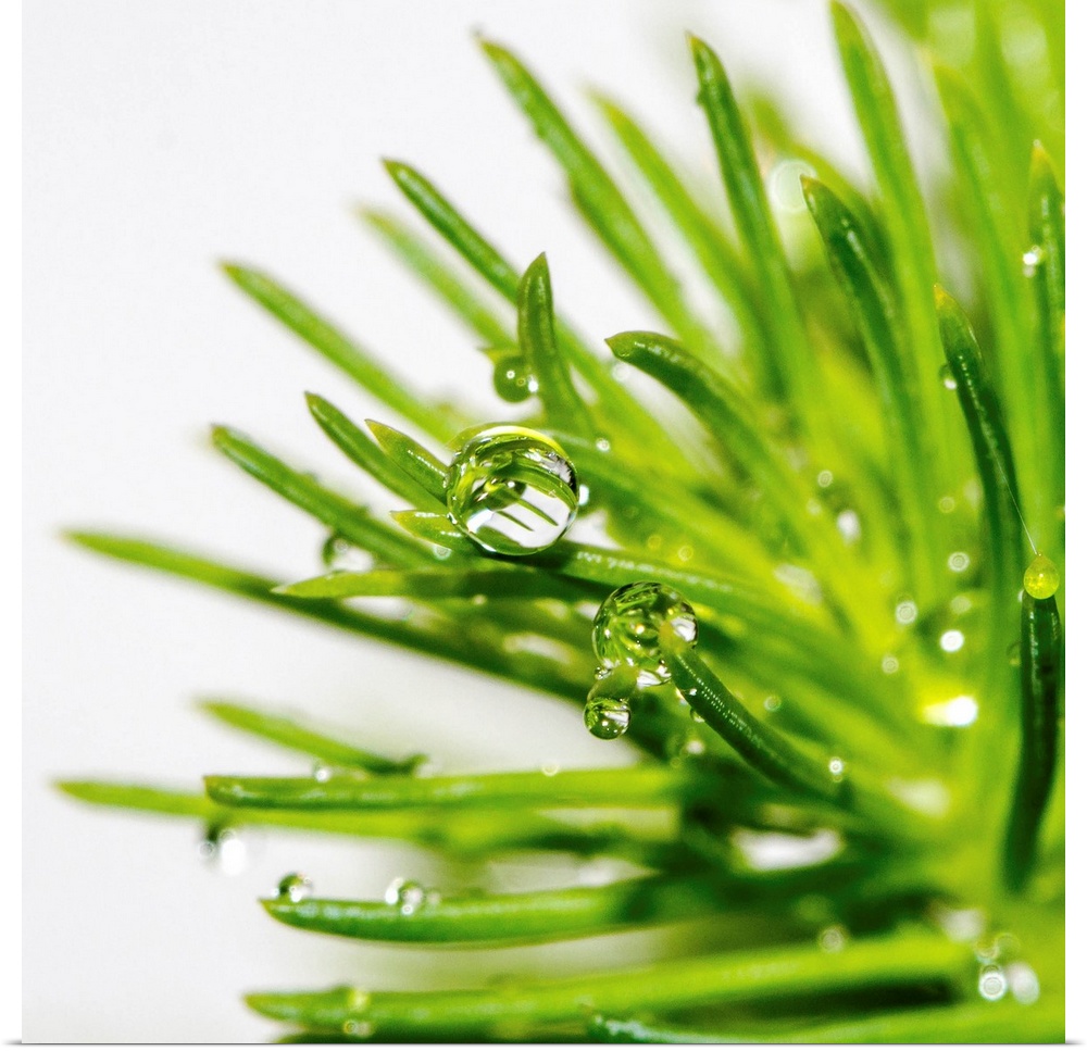 Grass with rain drops kept against white surface.
