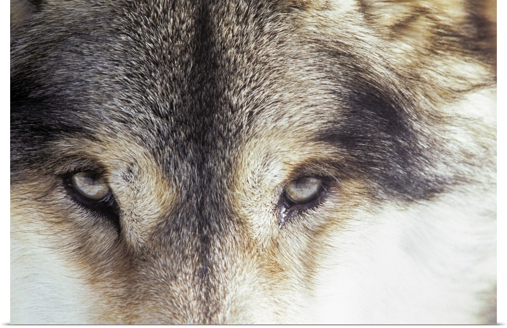 Gray wolf - Canis Lupus
