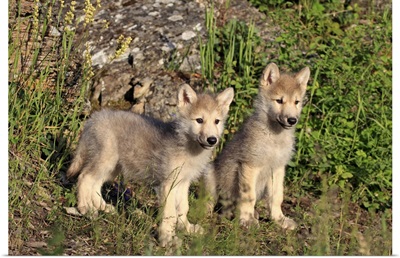 Gray wolves in the meadow