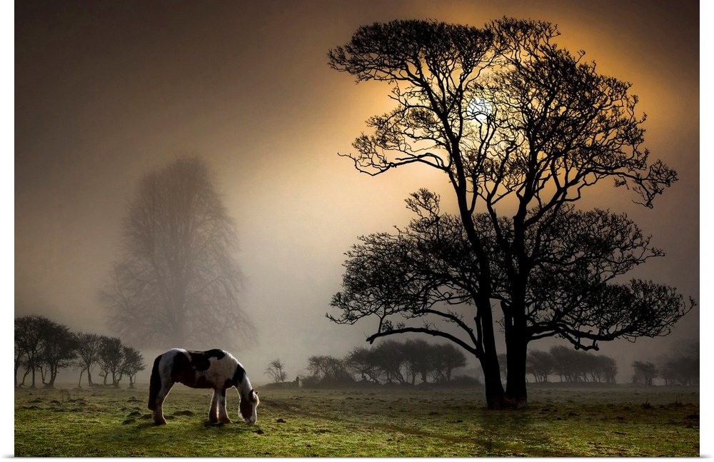 Photograph of spotted mare eating grass at dusk in meadow covered with trees.  The sun is setting and is covered by a huge...