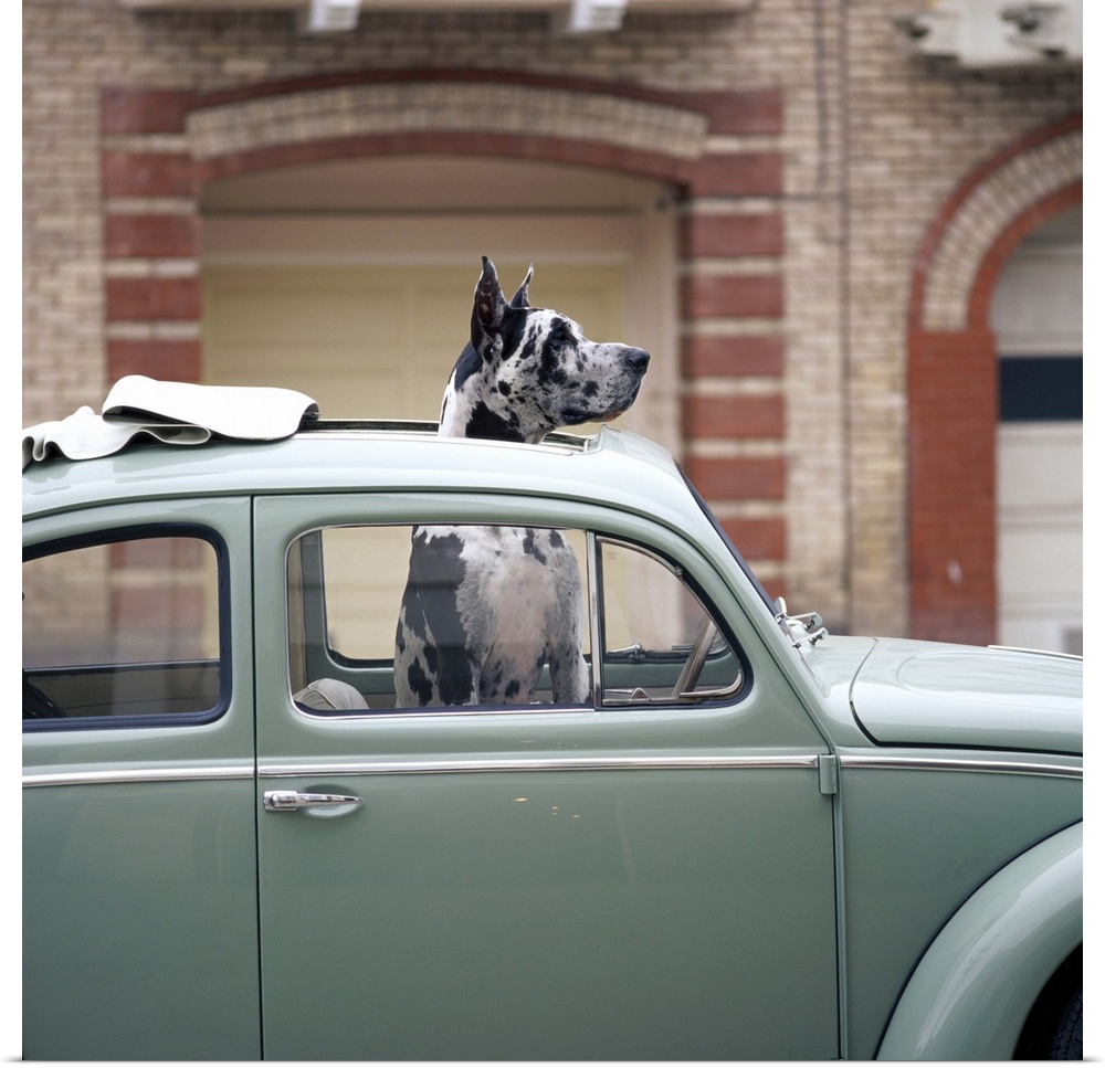 GREAT DANE WITH HEAD OUT OF SUNROOF
