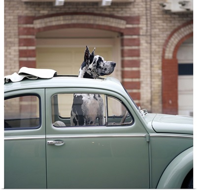 Great Dane sticking its head out of the sunroof of a Volkswagen