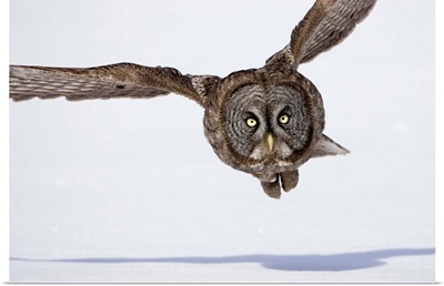 Great Gray Owl Hunting Over Snow