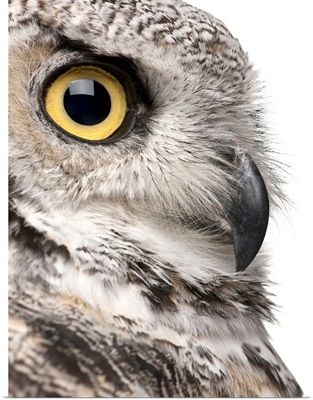 Great Horned Owl - Bubo Virginianus Subarcticus