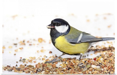 Great tit eating sunflower seed at birdfeed table.