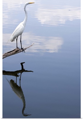 Great white egret reflection.