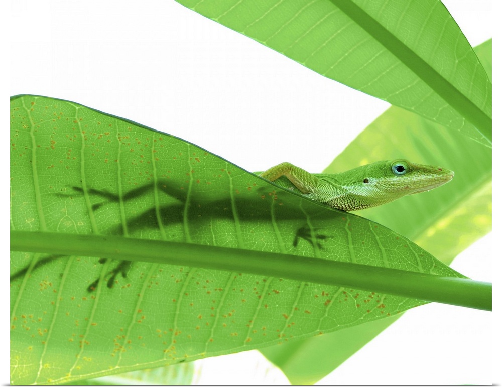 Green Anole (Anolis carolinensis) on large leaves, backlit shows its shadow silhouette through leaf, Texas.