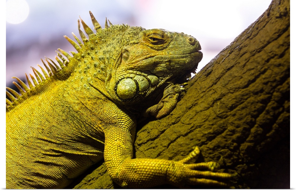 Green iguana of nature park.