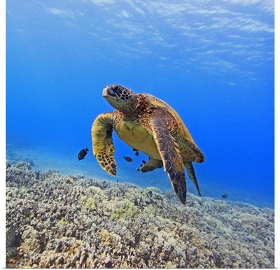 Green sea turtle floating above coral reef.