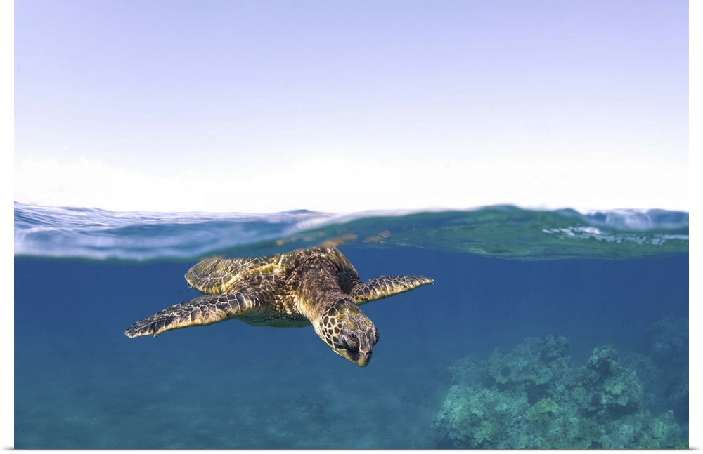 Green Sea Turtle underwater above and below split view. Snorkeling in Oahu, Hawaii.