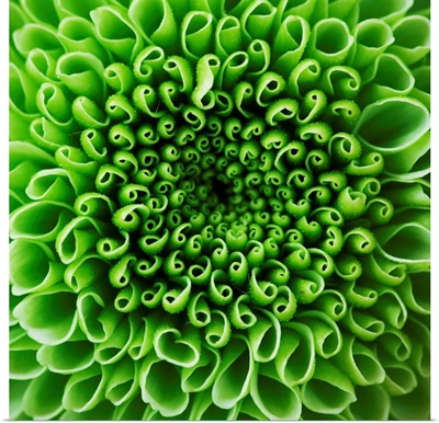 Green Shamrock Chrysanthemum