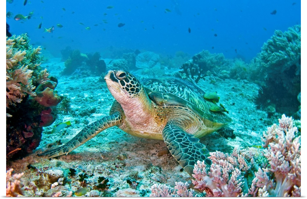 Photograph taken of a sea turtle swimming on the ocean floor. Colorful coral is pictured to the sides and in the foreground.