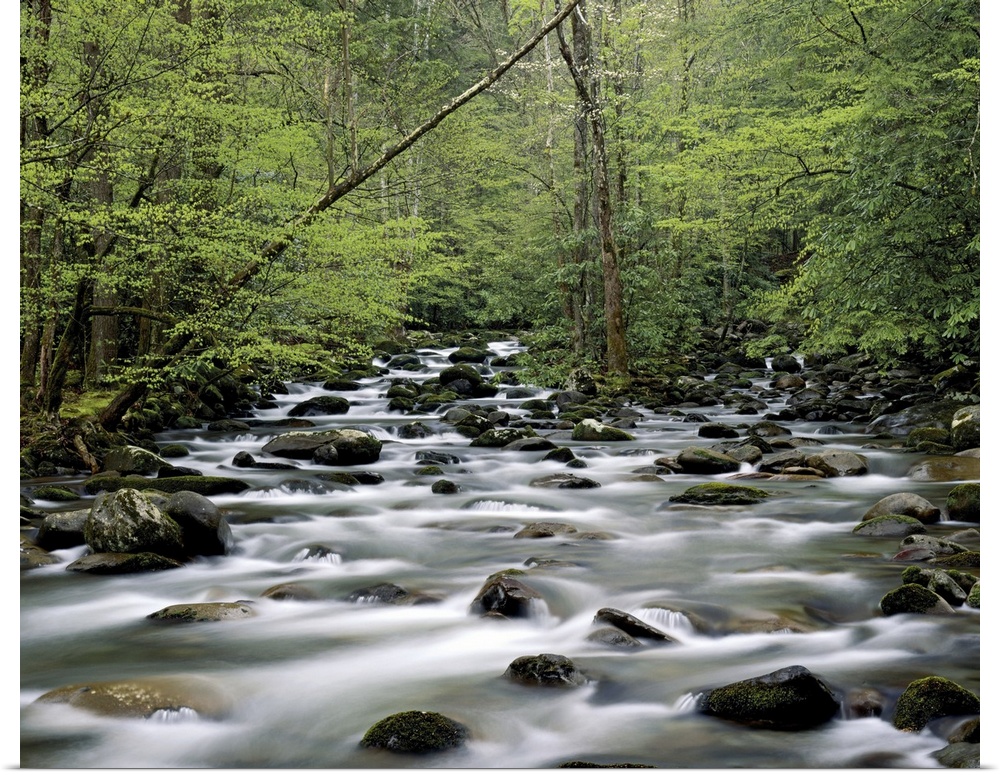 Greenbrier area area, Great Smoky Mountains National Park, Tennessee, USA, April 2005, morning. (long exposure)