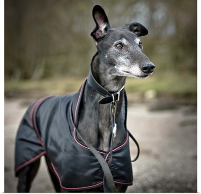 Greyhound wearing a coat on a chilly day in the UK