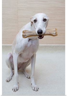 Greyhound With A Bone
