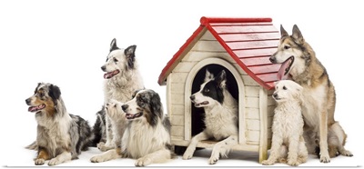 Group of dogs around a kennel