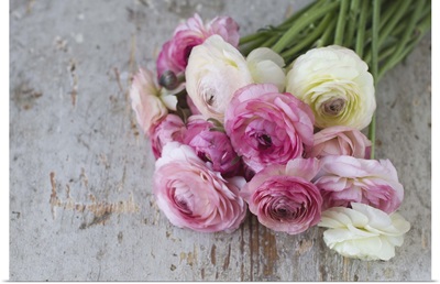 Group of pastel colored ranunculus lying on aged painted wood.