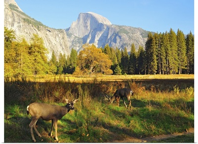 Half Dome with Yosemite valley at National Park.