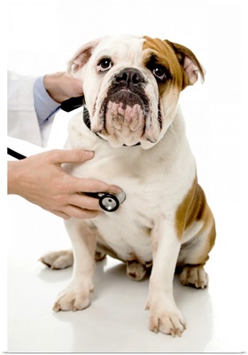Hands with stethoscope and bulldog