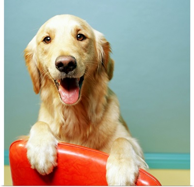 Happy Golden Retriever on a red chair