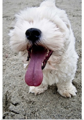 Happy white maltipoo puppy