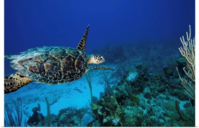 Hawksbill Turtle Swimming Above Reef