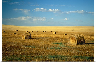 Hay field, North Dakota