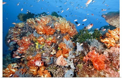 Healthy reef structure, Komodo National Park, Indonesia.