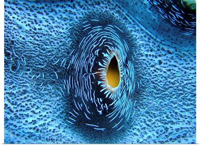 Heart of giant clam on outer reef of Great Barrier Reef, Queensland, Australia.